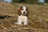 PTIT BASSET GRIFFON V.  041